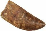Bargain, Carcharodontosaurus Tooth - Real Dinosaur Tooth #234276-1